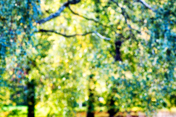 istock Defocused Autumn foliage abstract background 2 538643072