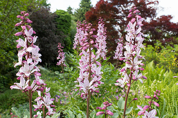 This plant STANDS since 1936 under conservation because it was already an endangered rarity in Central Europe .This plant STANDS since 1936 under conservation because it was already an endangered rarity in Central Europe .