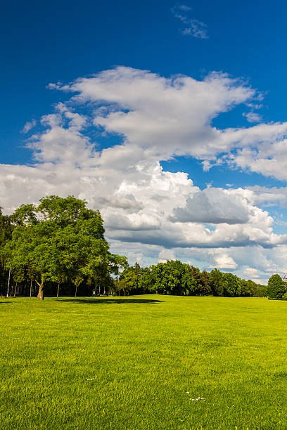 istock Park with green meadow and blue sky 538643344
