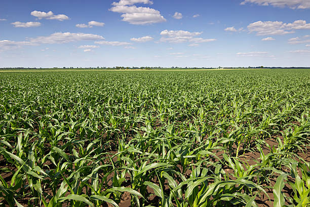 istock Green corn field, blue sky and sun on summer day. 538644088