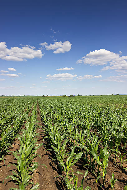 istock Green corn field, blue sky and sun on summer day. 538644186