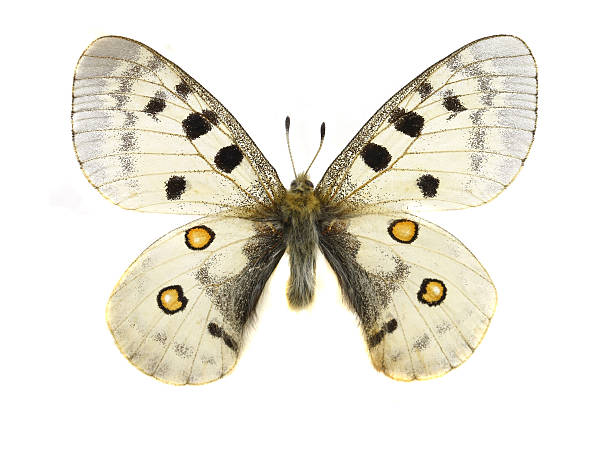 istock colorful butterfly isolated on white 538644593