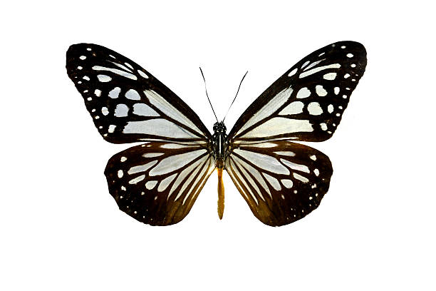 istock colorful butterfly isolated on white 538644599