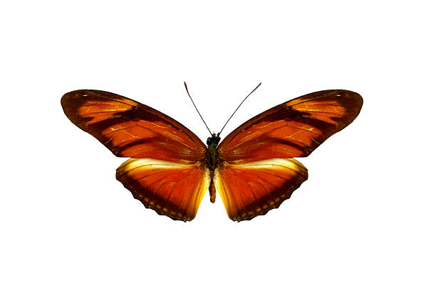 istock colorful butterfly isolated on white 538644611