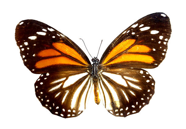 istock colorful butterfly isolated on white 538644613