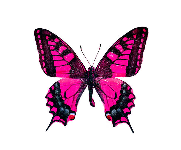 istock colorful butterfly isolated on white 538644629
