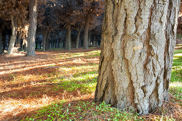 las sosnowy lesie o wschodzie słońca. patagonia, argentyna - tree patagonia autumn green zdjęcia i obrazy z banku zdjęć