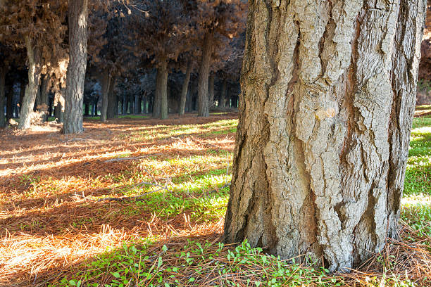 pinus de floresta floresta ao nascer do sol. patagónia, argentina - tree patagonia autumn green imagens e fotografias de stock