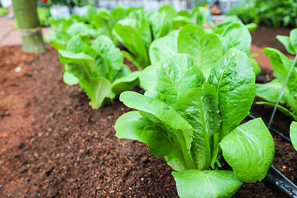istock cos lettuce growing in farm 538644951
