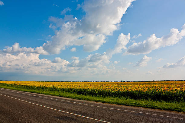 istock Highway and sunflowers 538645235