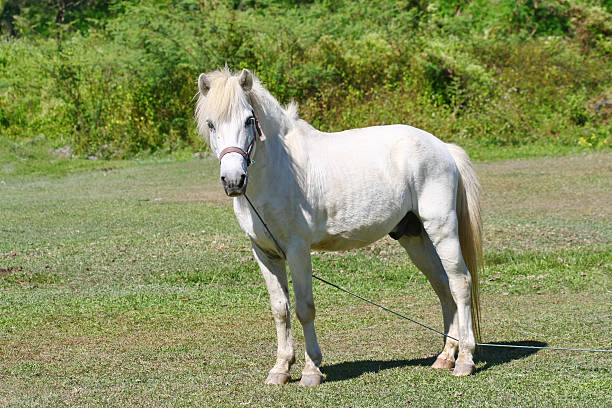 istock beautiful white horse feeding in a green pasture 538645315