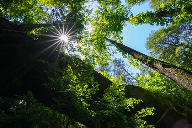 luz del sol en el bosque - área silvestre fotografías e imágenes de stock