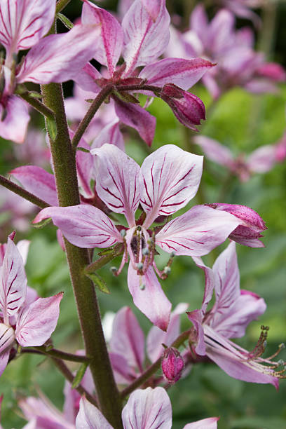 istock Pink Diptam (Dictamnus albus) in the garden 538645548