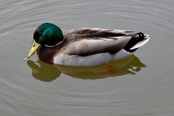 istock Mallard duck on a pond 538645750