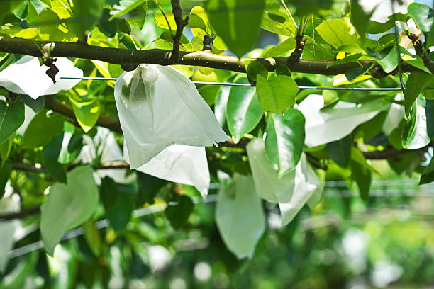 istock Fruit of the pear 538645994