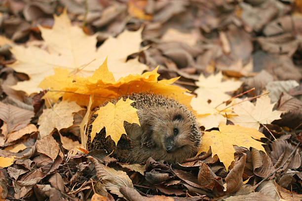 istock hedgehog autumn leaves forest 538646103