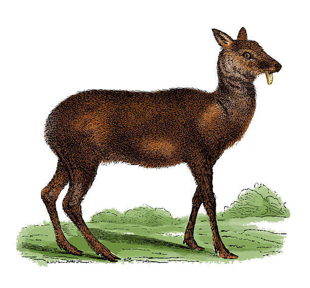 illustrations, cliparts, dessins animés et icônes de musc deer (gravure ancienne) - musc