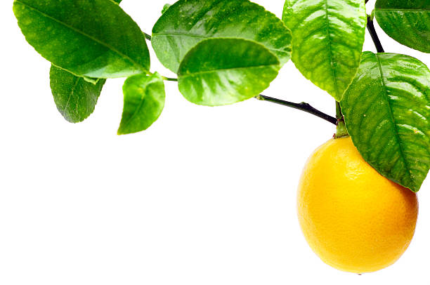 árvore de limão - lemon fruit isolated citrus fruit - fotografias e filmes do acervo