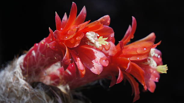Dewdrop on red flower of  Oreocereus doelzianus stock photo