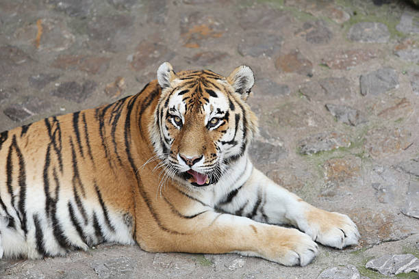 istock Siberian Tiger in his Territory 538647283