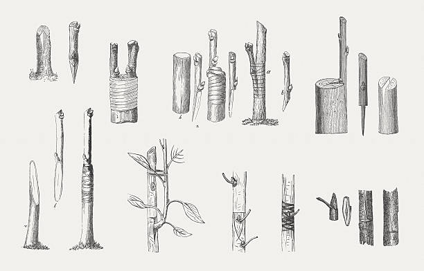 Graftings, wood engraving, wood engravings, published in 1882 Different variations of graftings at fruit trees. Wood engraving, published in 1882. knurl stock illustrations