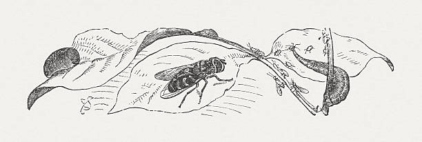 Hoverfly (Syrphus pyrastri, female), open cocoon (left), and larva (right). Hoverfly (Syrphus pyrastri, female), open cocoon (left), and larva (right). Woodcut engraving after a drawing by Emil Schmidt (German painter, 19th century)from the book "Gartenbau-Lexikon (Encyclopedia of Horticulture)" by Th. Rümpler. Published by Paul Parey, Berlin (1882) hoverfly stock illustrations