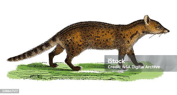 Small Indian Civet Stock Illustration - Download Image Now - 2015, Animal, Animal Themes - iStock Small Indian Civet Stock Illustration - Download Image Now - 2015, Animal, Animal Themes - iStock
