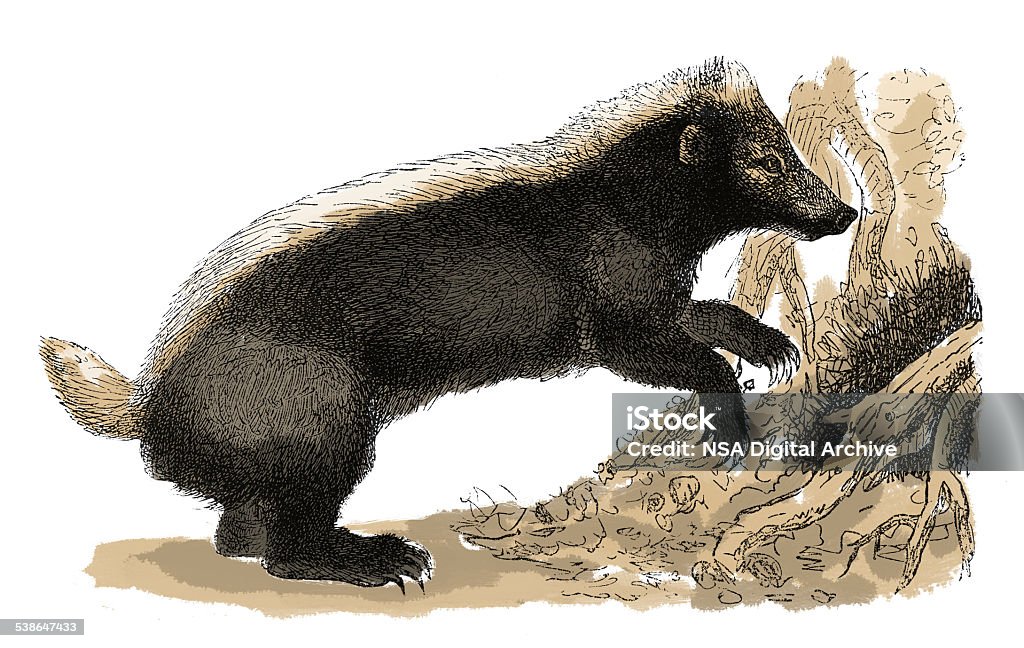 Stink badger (antique engraving) 19th century illustration of a stink badger. Published in Systematischer Bilder-Atlas zum Conversations-Lexikon, Ikonographische Encyklopaedie der Wissenschaften und Kuenste (Brockhaus, Leipzig, 1875) 2015 stock illustration