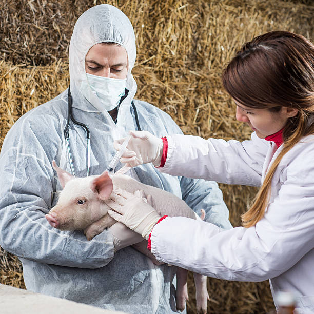 istock Veterinarian holding a pig while nurse giving the vaccine. 538648103