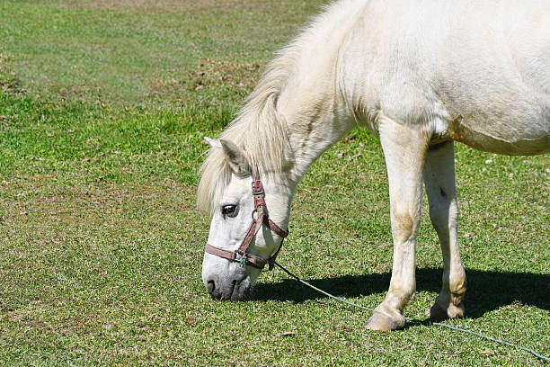 istock beautiful white horse feeding in a green pasture 538648349