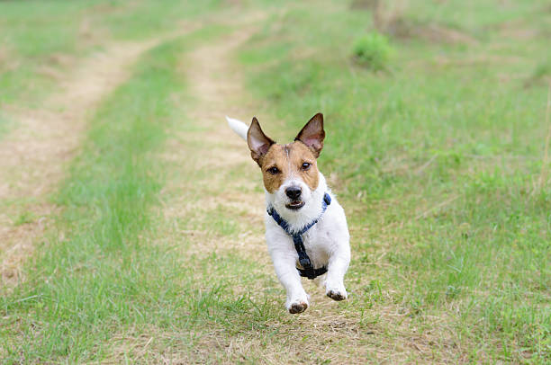 istock Cute dog running by country road looking at camera 538648526