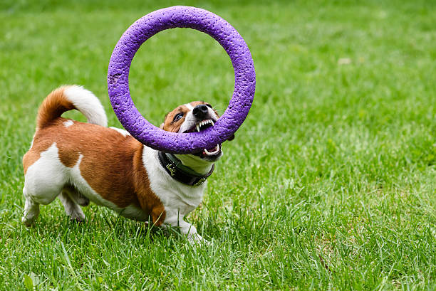istock Dog demonstrating excellent teeth holding puller toy in mouth 538648572