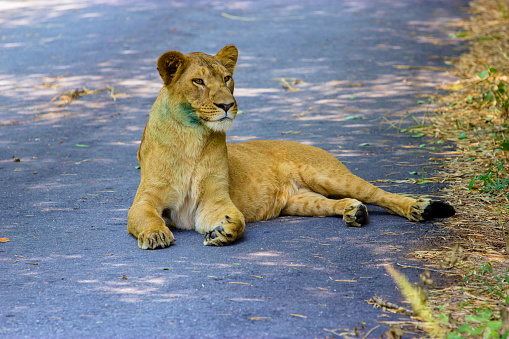 Asiatic Lion in a national park in India. These national treasures are now being protected, but due to urban growth they will never be able to roam India as they used to.