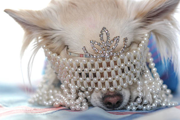 istock Marie antoniette chihuahua 538648923