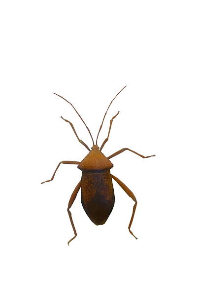 istock Close up Hemiptera insect isolated on white 538649059