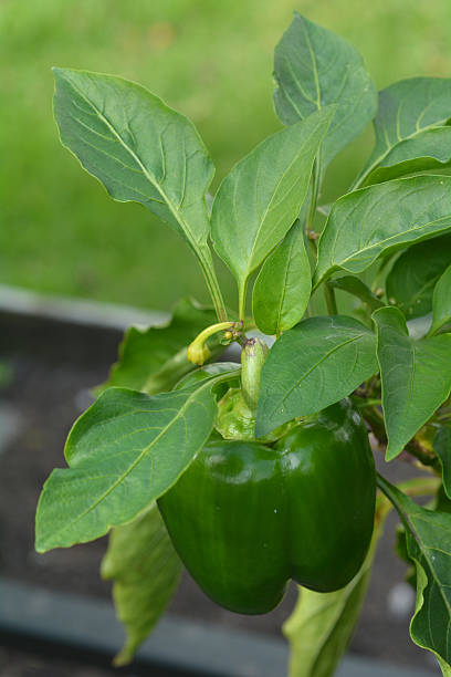 istock Green Capsicum grow in home grden 538649132