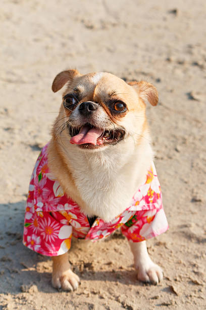 istock Cute Chihuahua dog 538649720