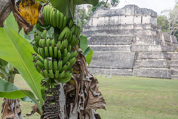 verde bananas e templo maia em belize - indigineous - fotografias e filmes do acervo