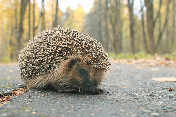 istock hedgehog autumn leaves forest 538649993