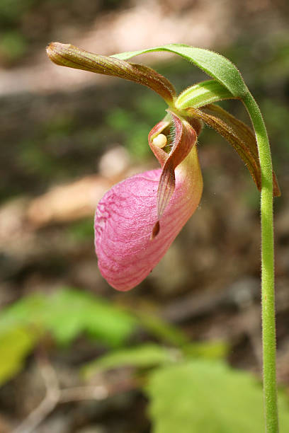 istock Blooming Pink Lady's Slipper 538650204