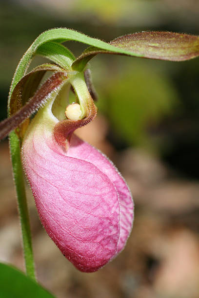 istock Pink Lady's Slipper Orchid 538650340