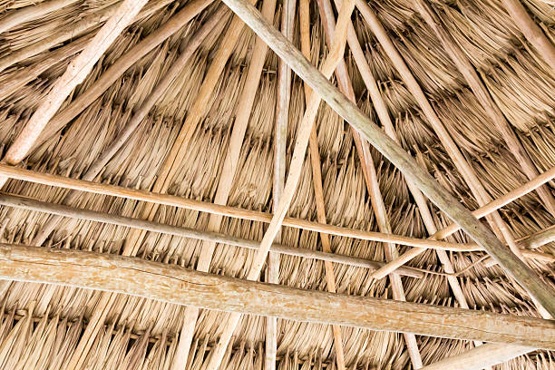 Full frame image of the underside of a dry palm frond thatched roof supported by wooden beams.  The wood supports are holding up the tiki hut.  The image was taken in Belize, Central America.