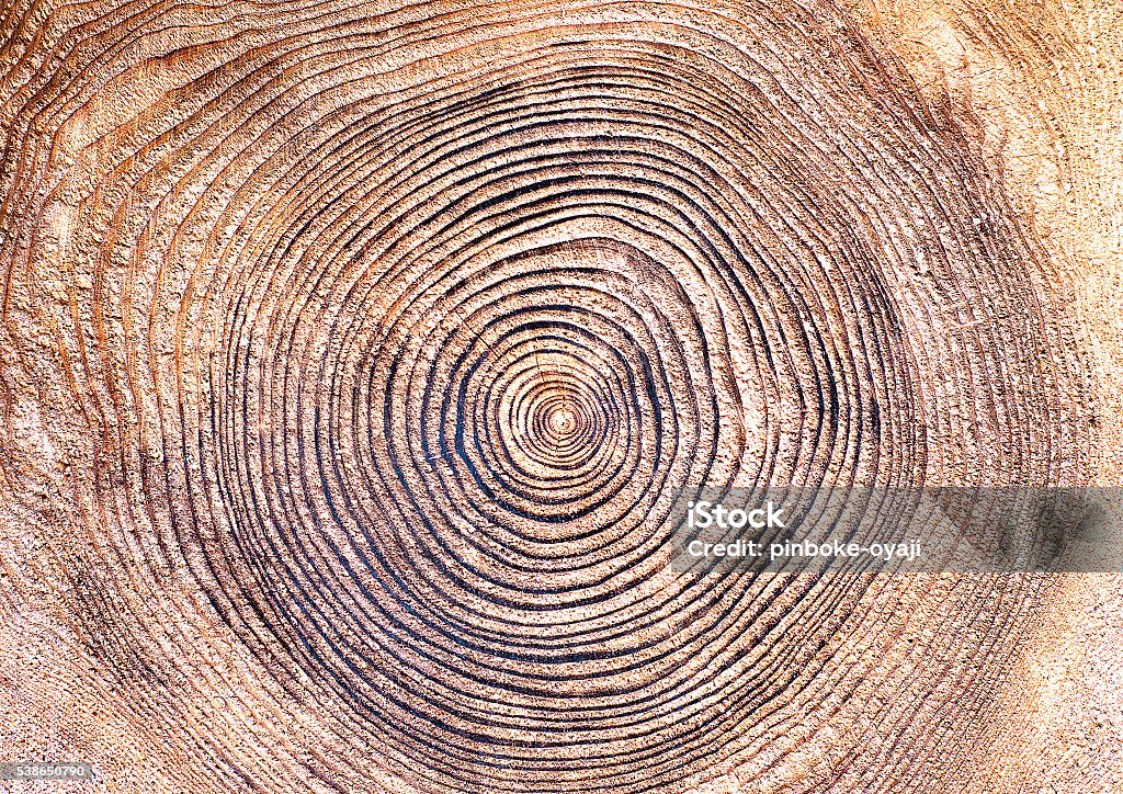 Anneau annuel - Photo de Anneau de croissance d'un arbre libre de droits