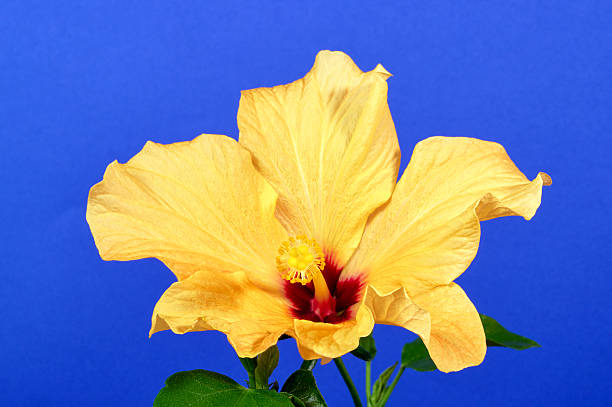 istock Blooming yellow fibiskus flower 538651619