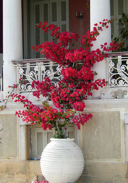 mittelmeer-blumenarrangement - azalea magenta flower red stock-fotos und bilder