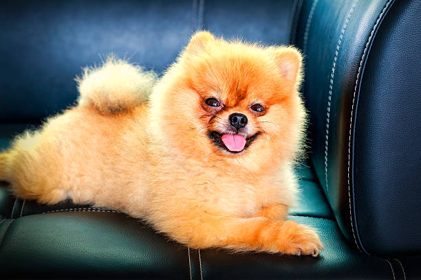 istock cute pomeranian dog laying down on leather sofa 538651944