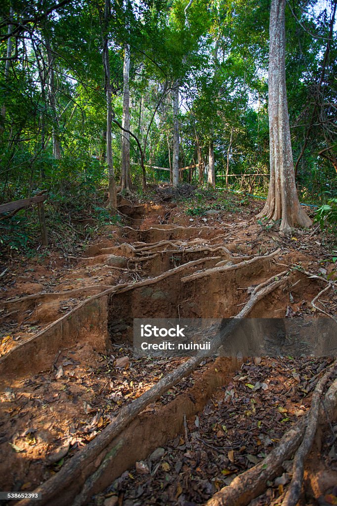 Tree Roots Exposed Due to Soil Erosion 2015 Stock Photo