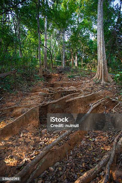 Tree Roots Exposed Due To Soil Erosion Stock Photo - Download Image Now - 2015, Accessibility, Below