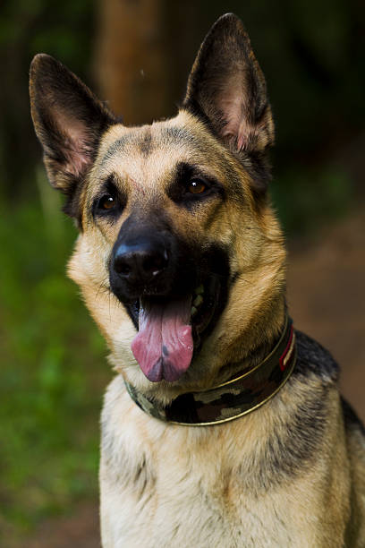 istock Alsatian dog on walk 538652394