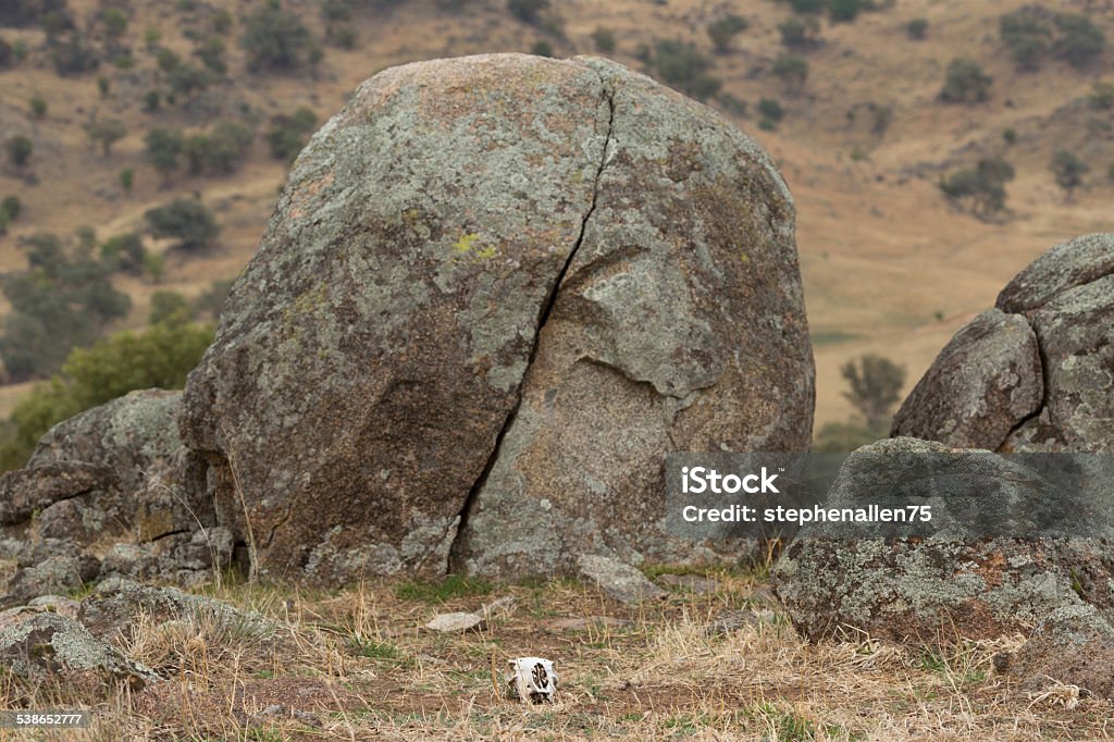 Sheep Skull A photograph of the skull of a dead sheep in front of a large granite boulder with a crack down the middle, on an Australian farm. It marks the sheeps final resting place. 2015 Stock Photo
